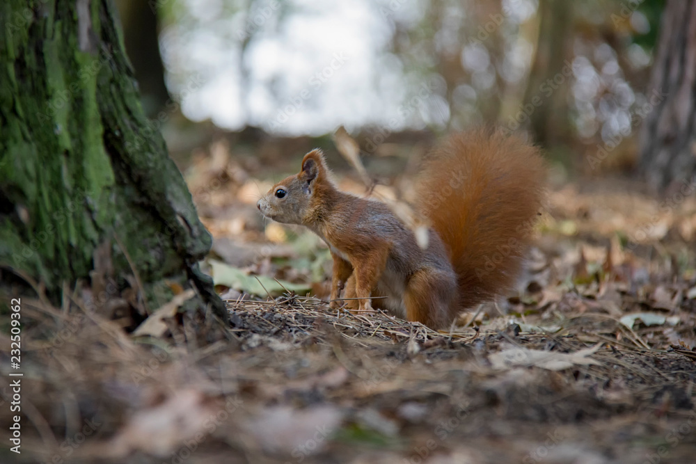 Squirrel sitting in forest. Czech Republic. Squirrel sitting in forest. Czech Republic.