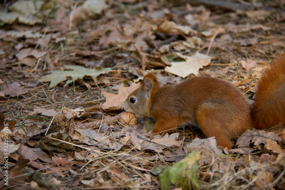 Fototapeta premium Sniffing red squirrel. Czech Republic.