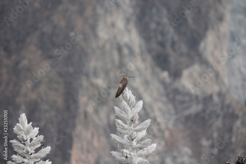 Giant Hummingbird at Colca Canyon