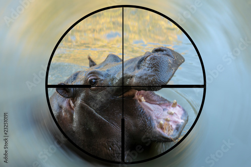 Obraz na plátně Blurred picture of a hunter watching a hippo through a rifle sight