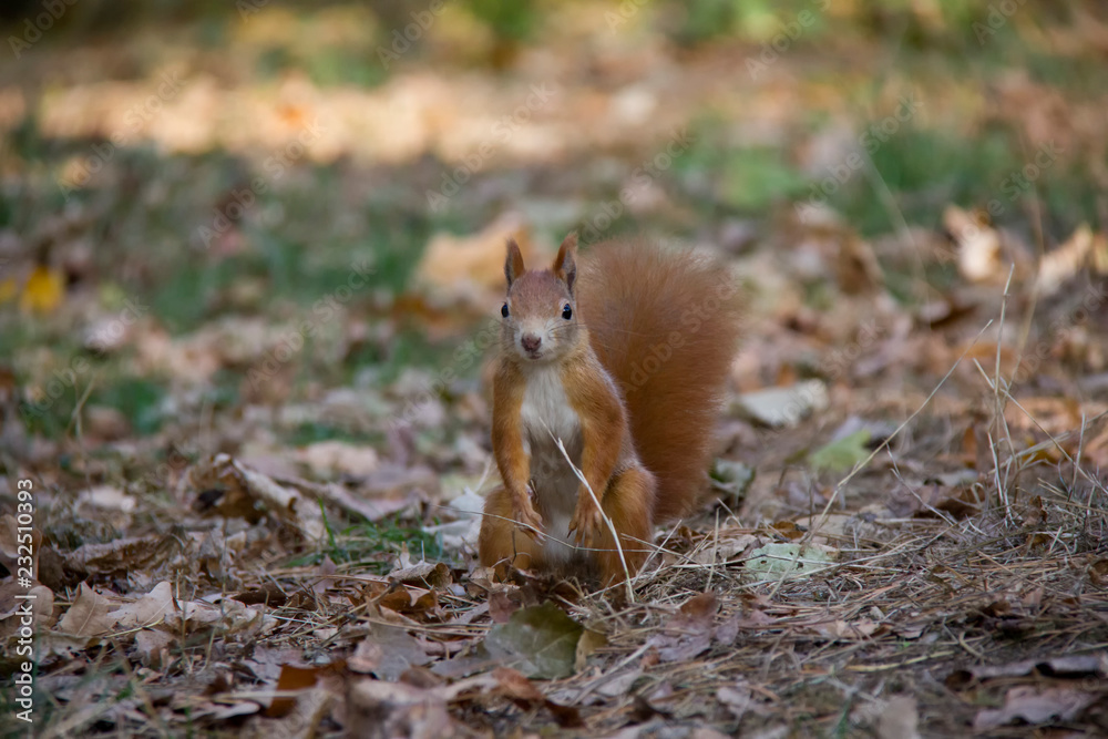Sitting squirrel in the grass. Czech Republic. Sitting squirrel in the grass. Czech Republic.