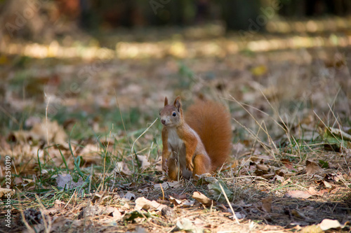 Squirrel in the grass. Czech Republic.