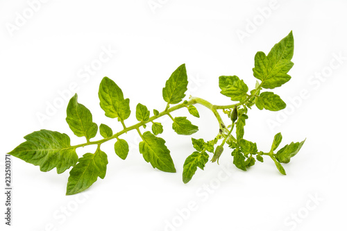 A branch of tomato of green color isolated on a white background.