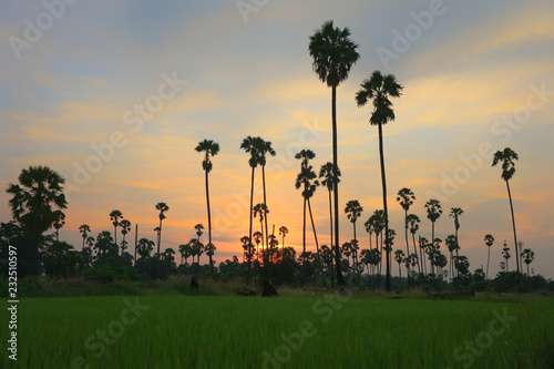 Natural silhouette view of sugar palm during sunset time