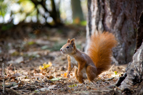 Curious squirrel in forest. Czech Republic. © Lucie