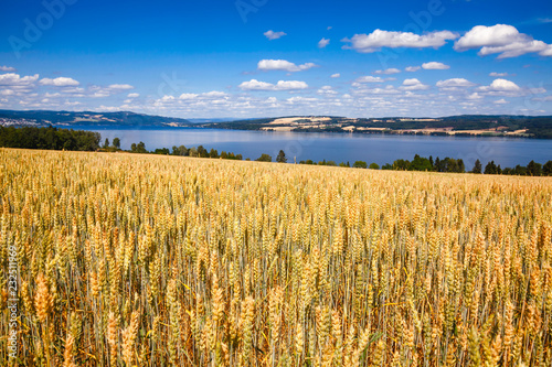 RIpening wheat field summer landscape with Mjosa lake in background Oppland Norway photo