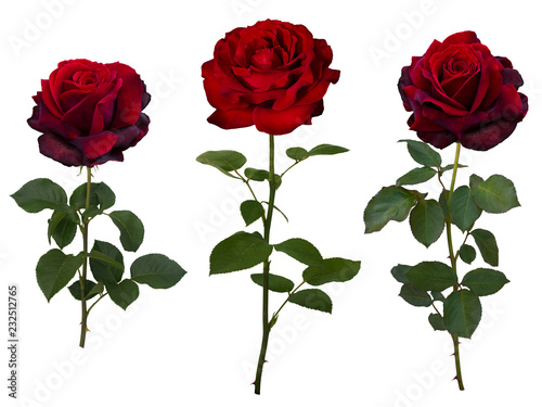Collage of dark red rose with green leaves