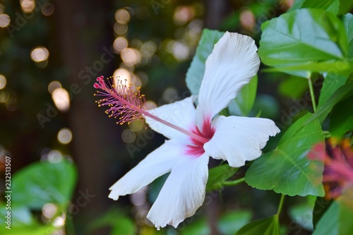 Fiore bianco di ibisco photo