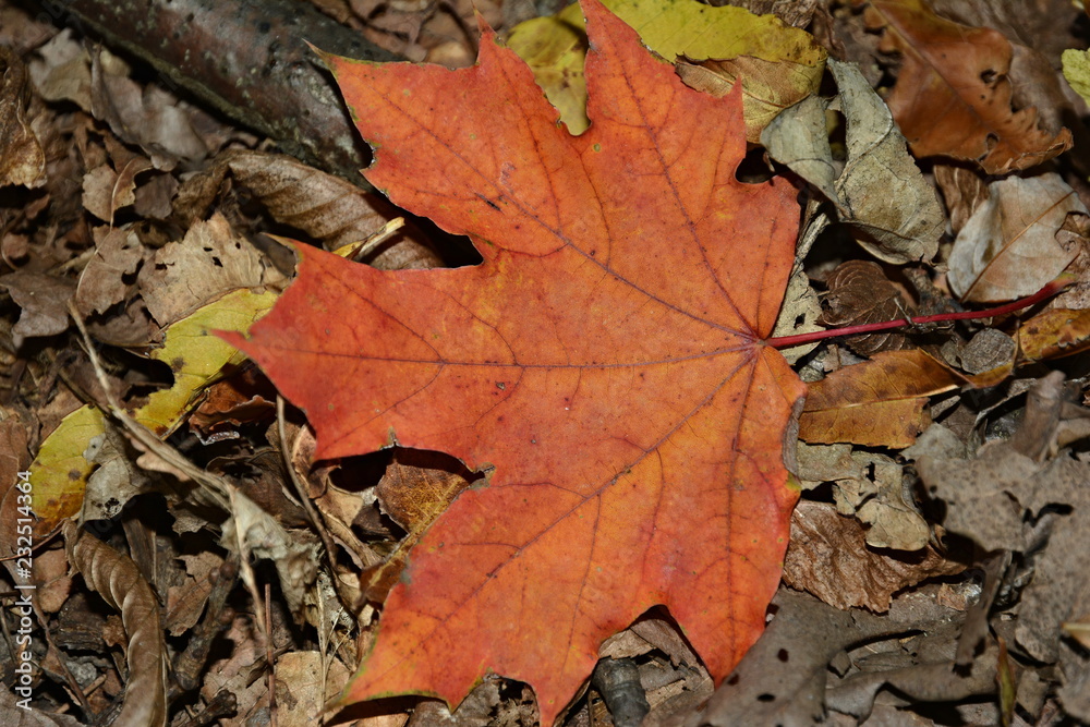 Yellow leaves in the autumn forest.