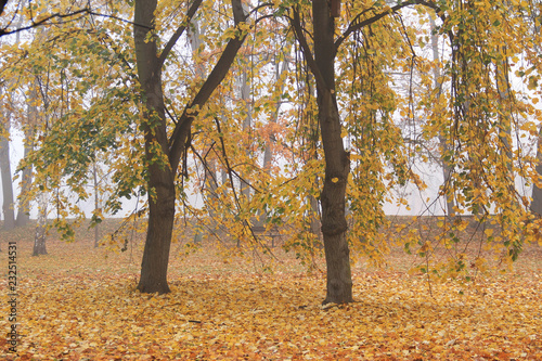 trees with yellow leaves in the park on foggy autumn day