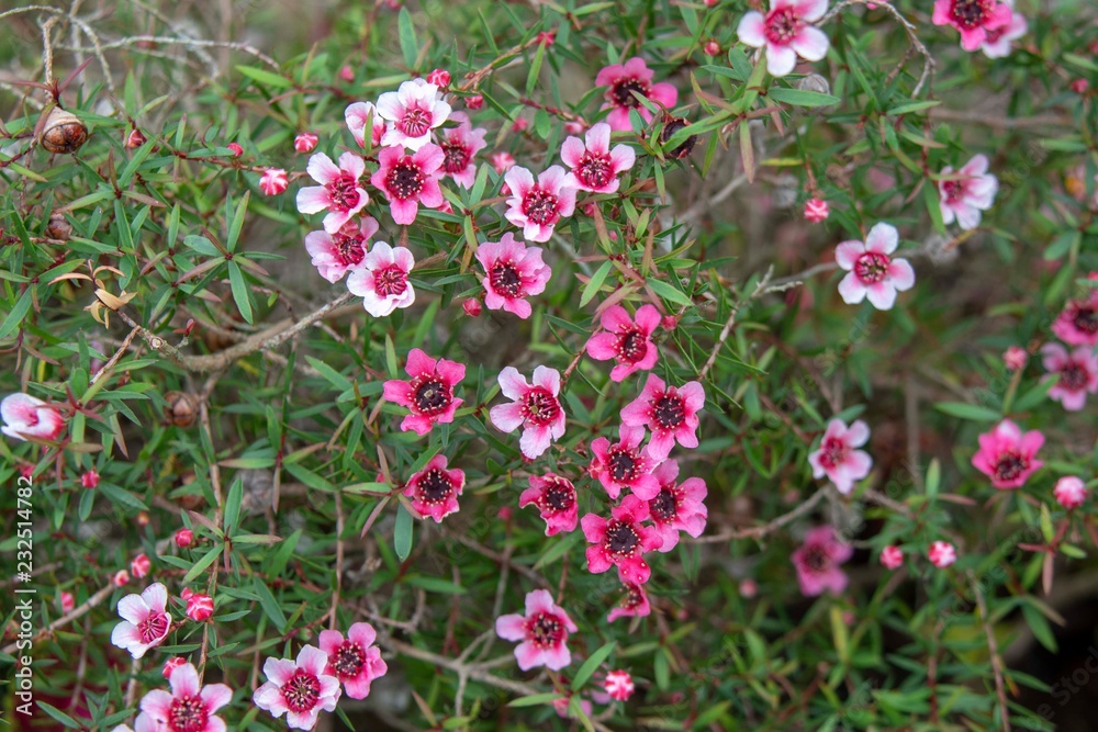 ピンク色の小さな花の背景 ピンク色の小さな花の背景