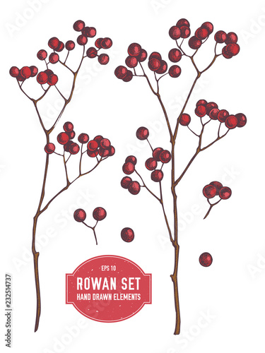 Vector collection of hand drawn rowans