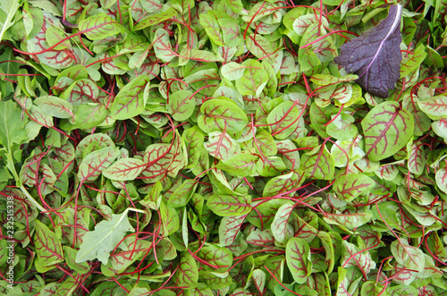 Fényképezés Sorrel red veined baby micro greens view from above