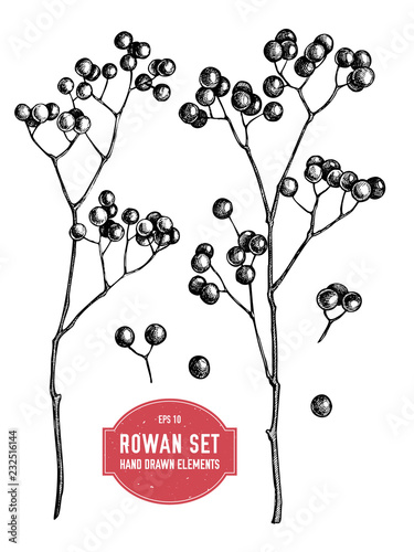 Vector collection of hand drawn rowans