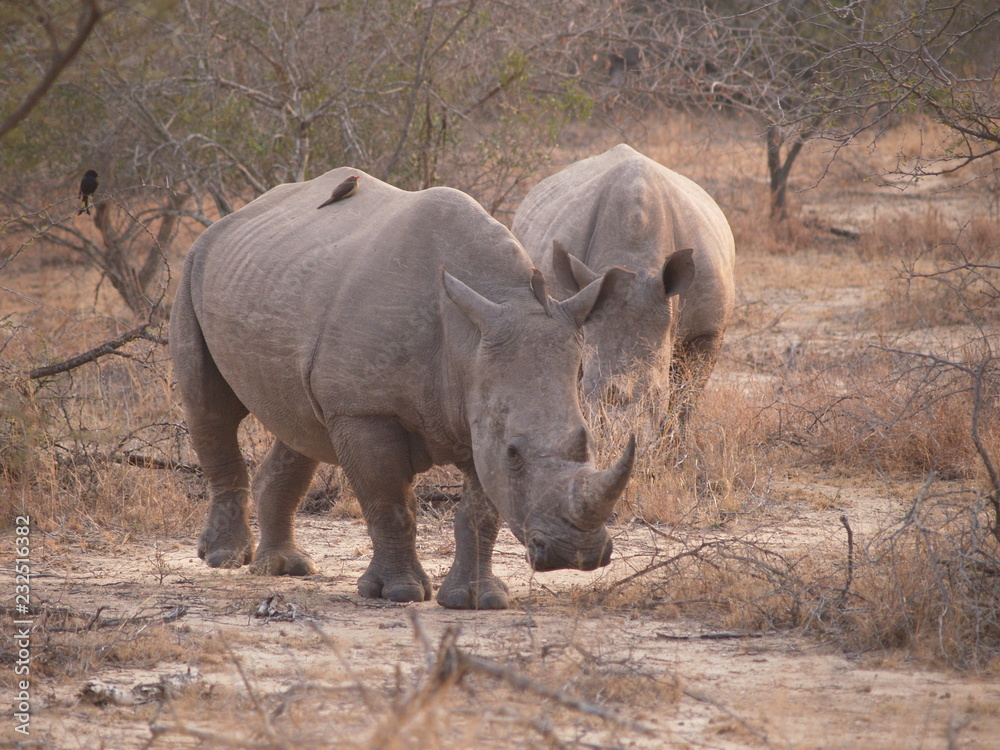 Rhinocéros Rhinocéros