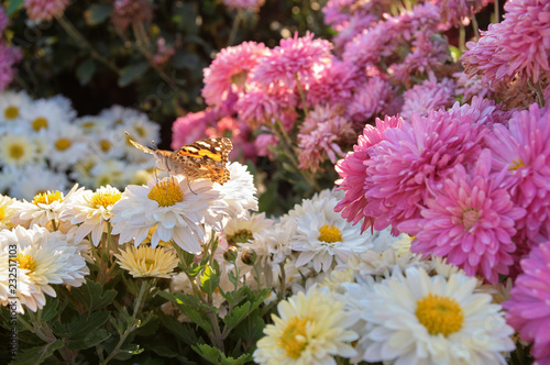 Wallpaper Mural background with blooming chrysanthemums Torontodigital.ca