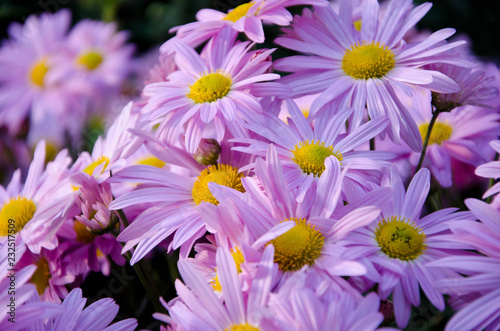 flowers in the garden