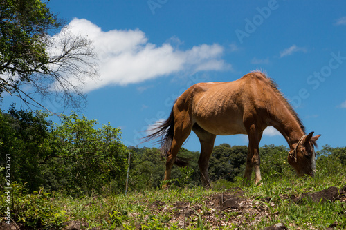 horse on grass