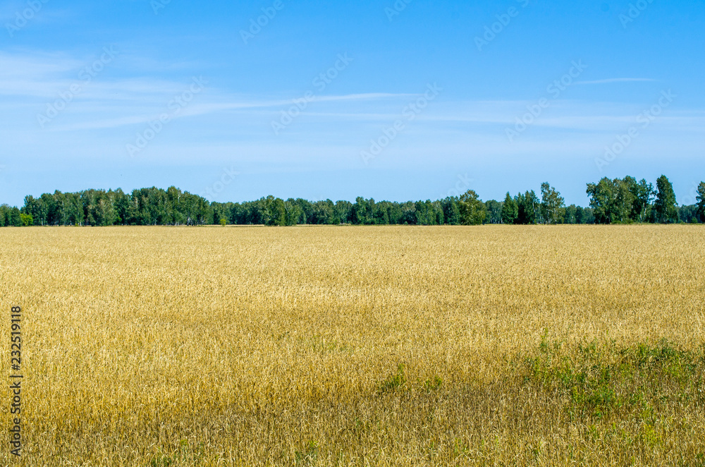 The expanses of wheat fields