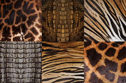 Fototapeta Naklejka Na Ścianę i Meble -  Animal skin background, Tiger, Crocodile, Giraffe
