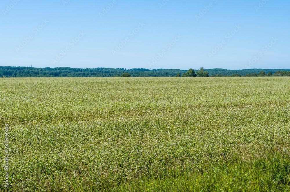 Large field with flowering buckwheat