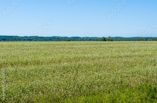 Large field with flowering buckwheat