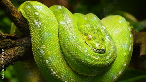 Green tree python profile portrait close up