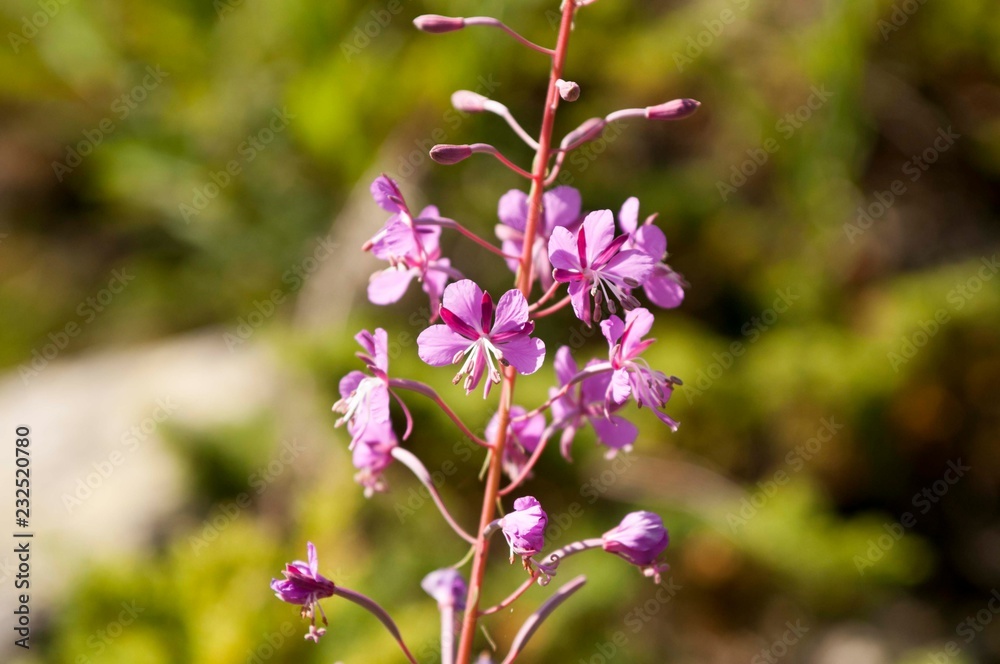 purple flowers in the mountains. spring background. Flower close-up.