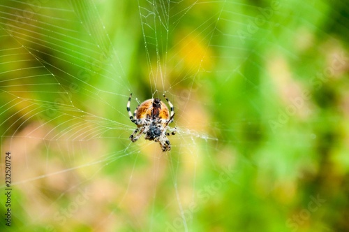 Spider on the web. multicolored yellow-green background.