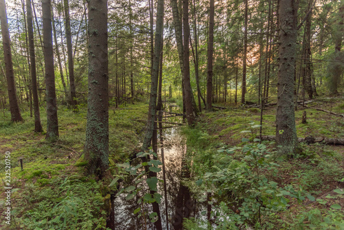 Fototapeta Naklejka Na Ścianę i Meble -  creek in the forest