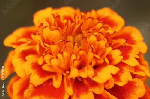marigold from close-up
