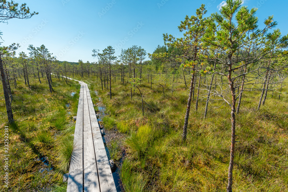 wooden path in estonian moor