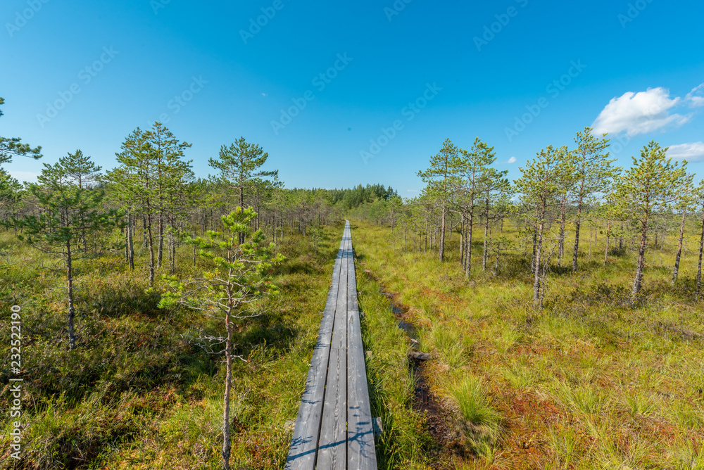 path in the estonian moor path in the estonian moor