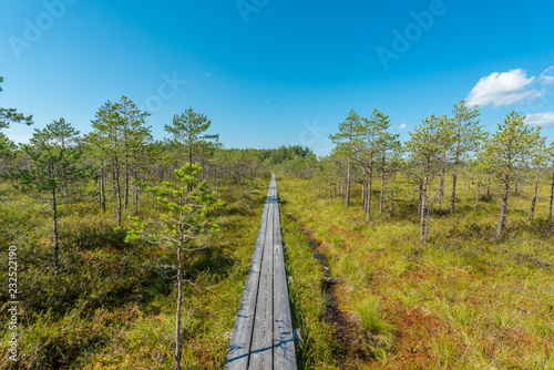 path in the estonian moor