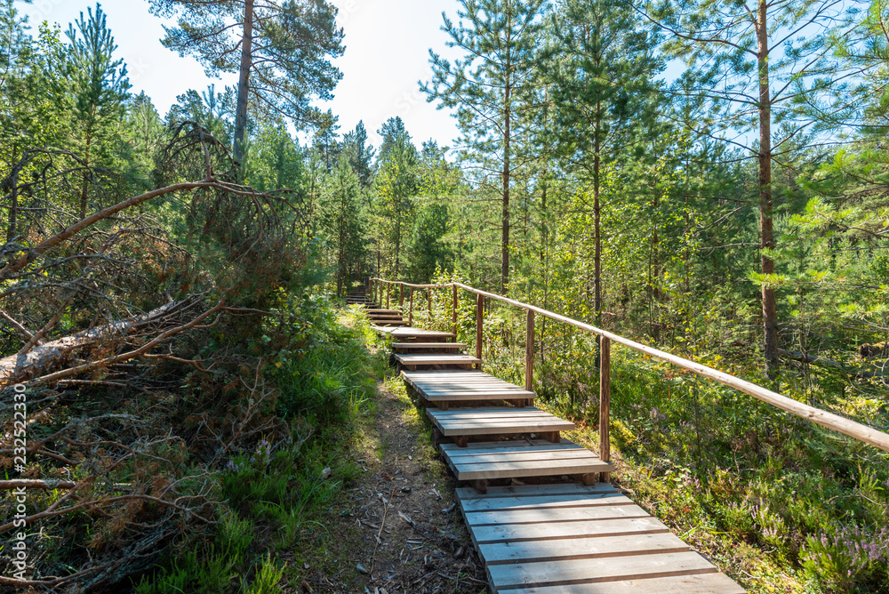 wooden stairs in the forest