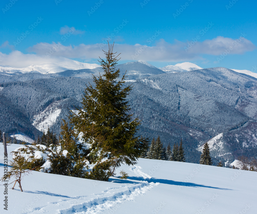 Winter morning Carpathian mountains, Ukraine