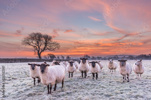 Curious Sheep in winter
