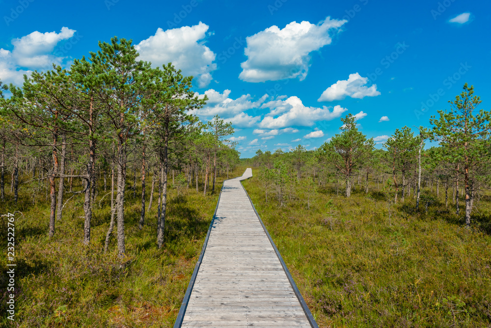 path in the estonian moor path in the estonian moor