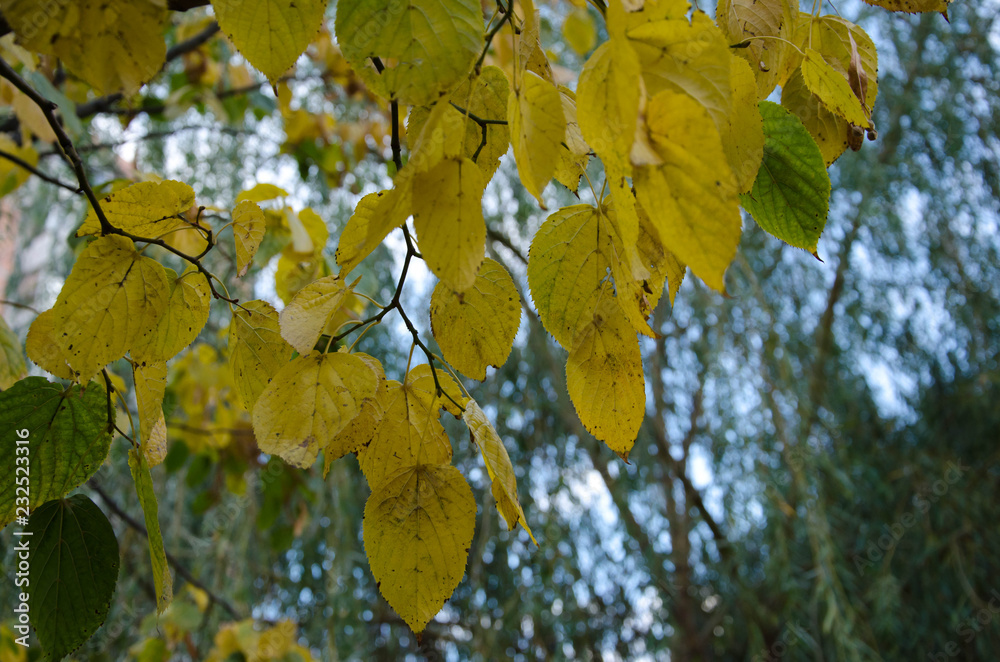 autumn leaves autumn leaves