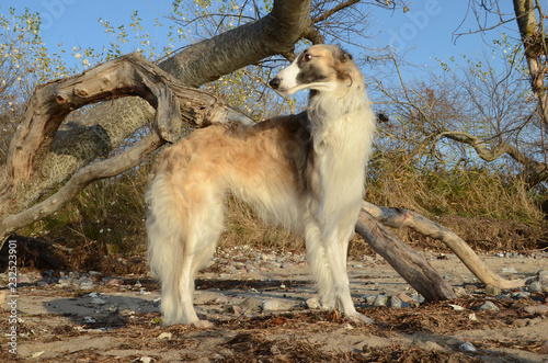 Borzoi dog stands in autumn colored landscape.