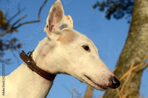 Face of elderly white podenco dog in autumn-colored ambients.