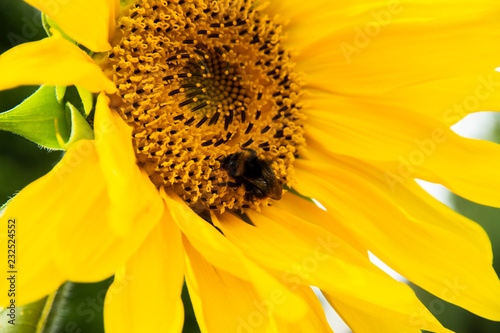 Fototapeta Naklejka Na Ścianę i Meble -  Hummel auf Sonnenblume