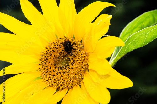 Fototapeta Naklejka Na Ścianę i Meble -  Hummel auf Sonnenblume