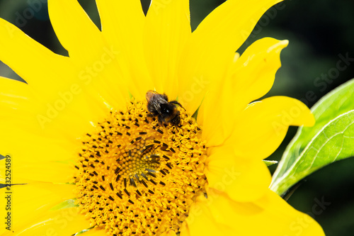 Fototapeta Naklejka Na Ścianę i Meble -  Hummel auf Sonnenblume