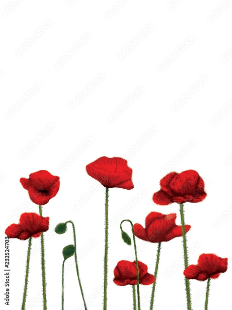 Fototapeta premium red poppies isolated on white background