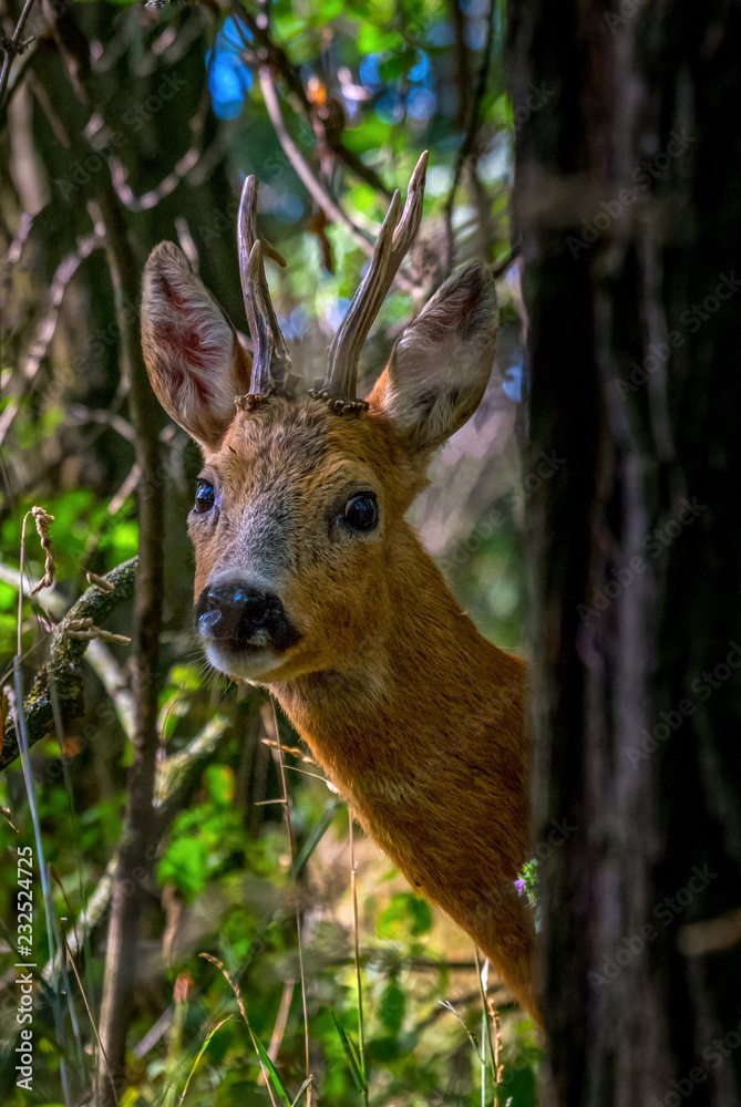 Roebuck Roebuck