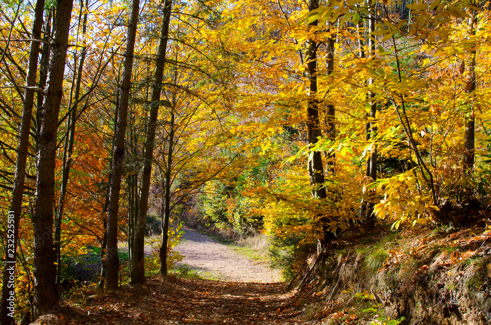 Herbstlicher Schwarzwald