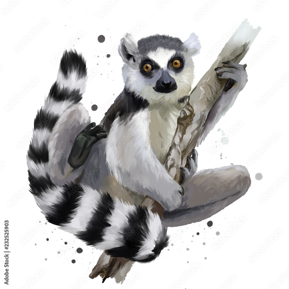 Obraz premium A ring-tailed lemur. Watercolor painting