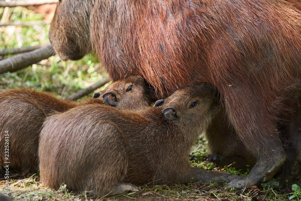 Fototapeta premium Capybara Jungtiere säugen an einem stehenden Muttertier