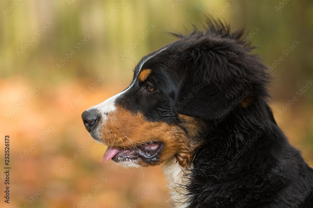 Berner Sennenhund Welpe im Profil